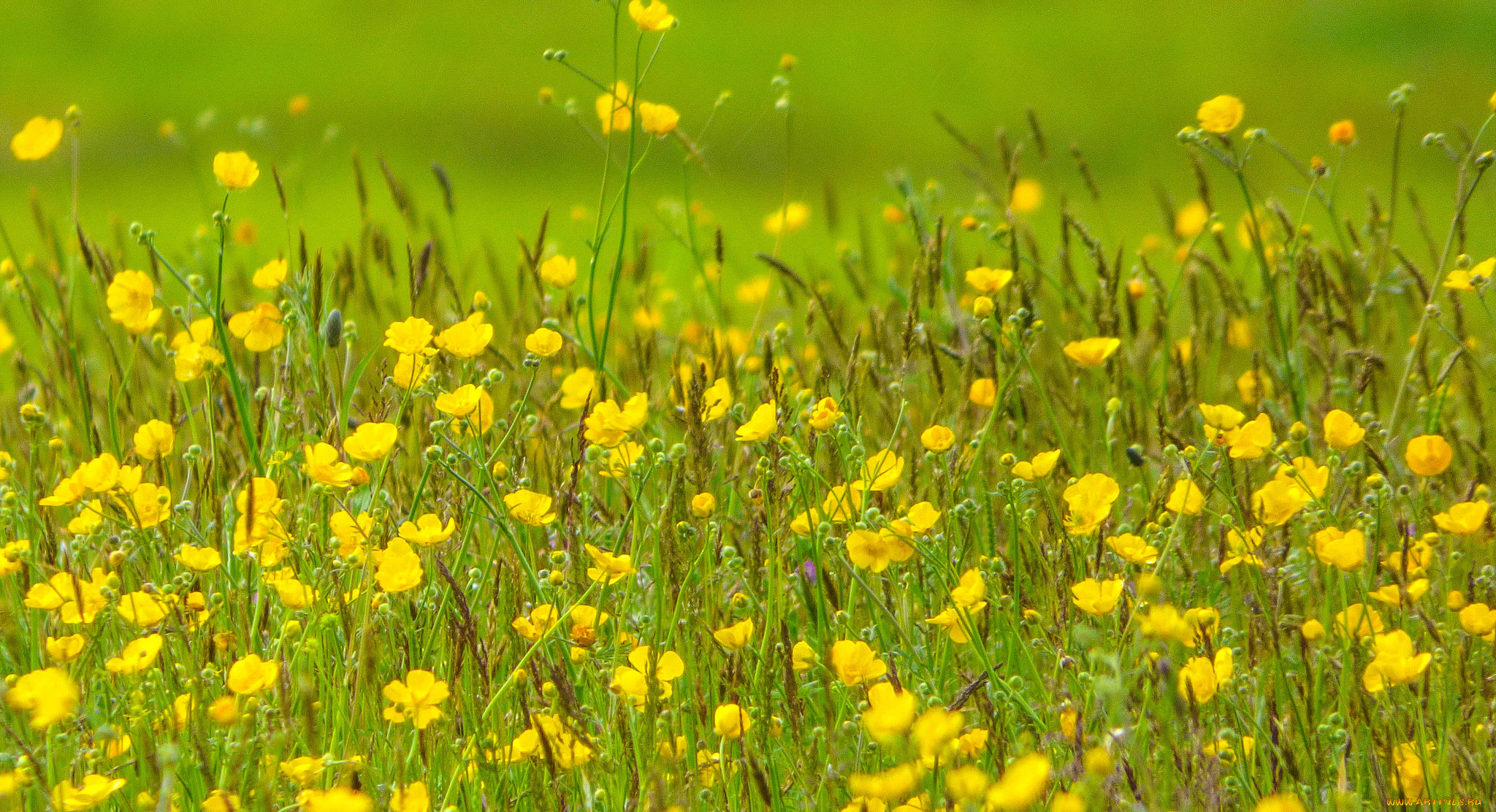 Желтые луговые цветы Лютик